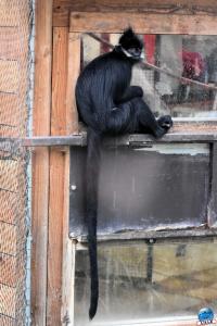 Pairi Daiza - Halloween 2021 - 106