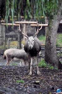 Pairi Daiza - Halloween 2021 - 108