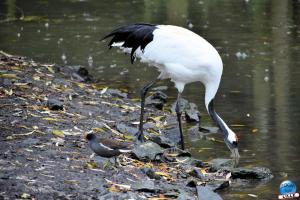 Pairi Daiza - Halloween 2021 - 111