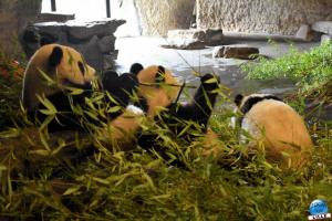 Pairi Daiza - Halloween 2021 - 114