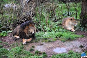 Pairi Daiza - Halloween 2021 - 115