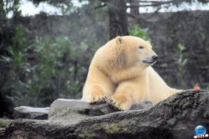 Pairi Daiza - Halloween 2021 - 118