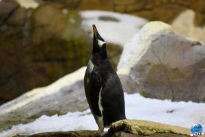 Pairi Daiza - Halloween 2021 - 119