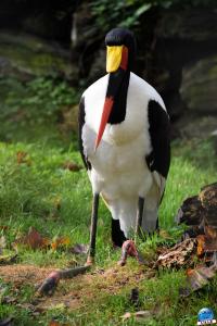 Pairi Daiza - Halloween 2021 - 12