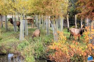 Pairi Daiza - Halloween 2021 - 16