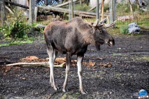Pairi Daiza - Halloween 2021 - 17