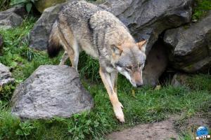 Pairi Daiza - Halloween 2021 - 33