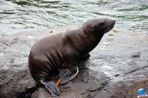 Pairi Daiza - Halloween 2021 - 39