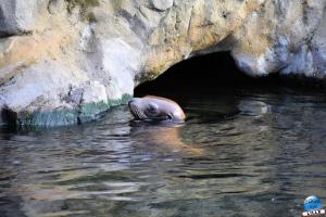 Pairi Daiza - Halloween 2021 - 40