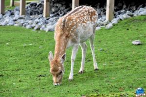 Pairi Daiza - Halloween 2021 - 43