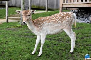 Pairi Daiza - Halloween 2021 - 45