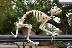 Pairi Daiza - Halloween 2021 - 51