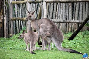 Pairi Daiza - Halloween 2021 - 55