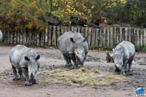 Pairi Daiza - Halloween 2021 - 58