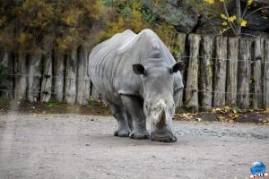 Pairi Daiza - Halloween 2021 - 59