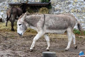 Pairi Daiza - Halloween 2021 - 60