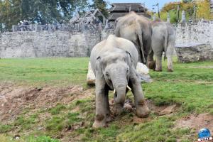 Pairi Daiza - Halloween 2021 - 61