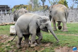 Pairi Daiza - Halloween 2021 - 62