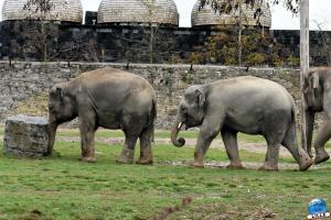 Pairi Daiza - Halloween 2021 - 63