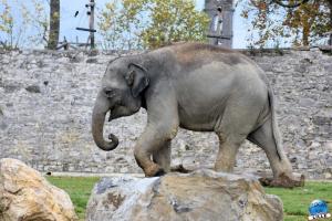 Pairi Daiza - Halloween 2021 - 64