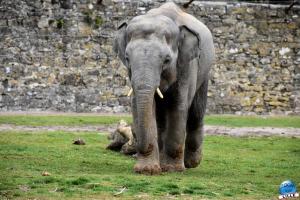 Pairi Daiza - Halloween 2021 - 65