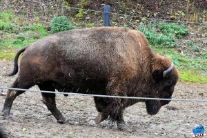 Pairi Daiza - Halloween 2021 - 66