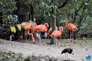 Pairi Daiza - Halloween 2021 - 80