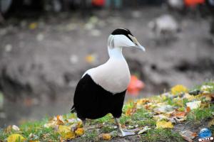 Pairi Daiza - Halloween 2021 - 82