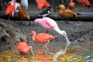 Pairi Daiza - Halloween 2021 - 84