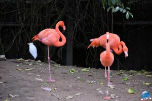 Pairi Daiza - Halloween 2021 - 85