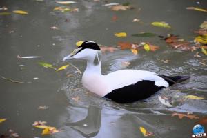 Pairi Daiza - Halloween 2021 - 86