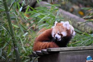 Pairi Daiza - Halloween 2021 - 87