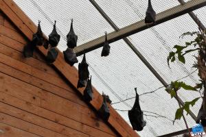 Pairi Daiza - Halloween 2021 - 88