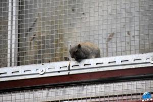 Pairi Daiza - Halloween 2021 - 89