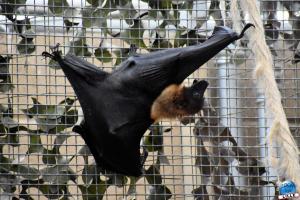 Pairi Daiza - Halloween 2021 - 90