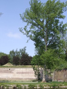 parc_37_20101019_1007557155