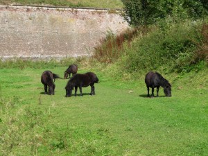 parc_54_20101019_1614661482