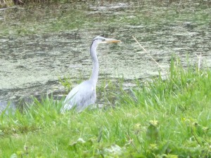 parc_citadelle_15_1_20090222_1603182722