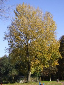 plaine_de_la_poterne_10_20090222_1921083794