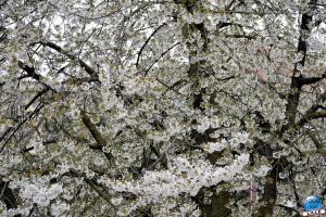Printemps 2021 - 126