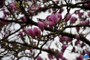 Printemps 2021 - 131