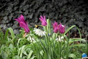 Printemps 2021 - 134