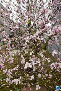 Printemps 2021 - 137