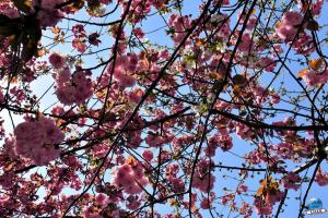 Printemps 2021 - 199