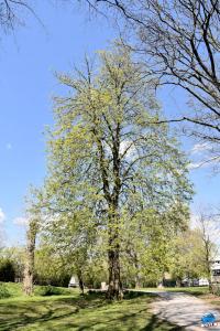 Printemps 2021 - 202