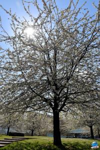 Printemps 2021 - 207