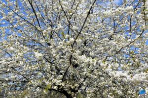 Printemps 2021 - 211