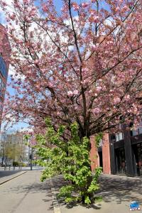 Printemps 2021 - 212