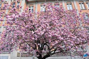 Printemps 2021 - 215