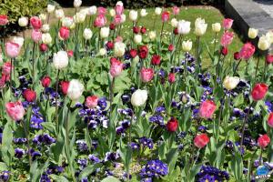 Printemps 2021 - 219
